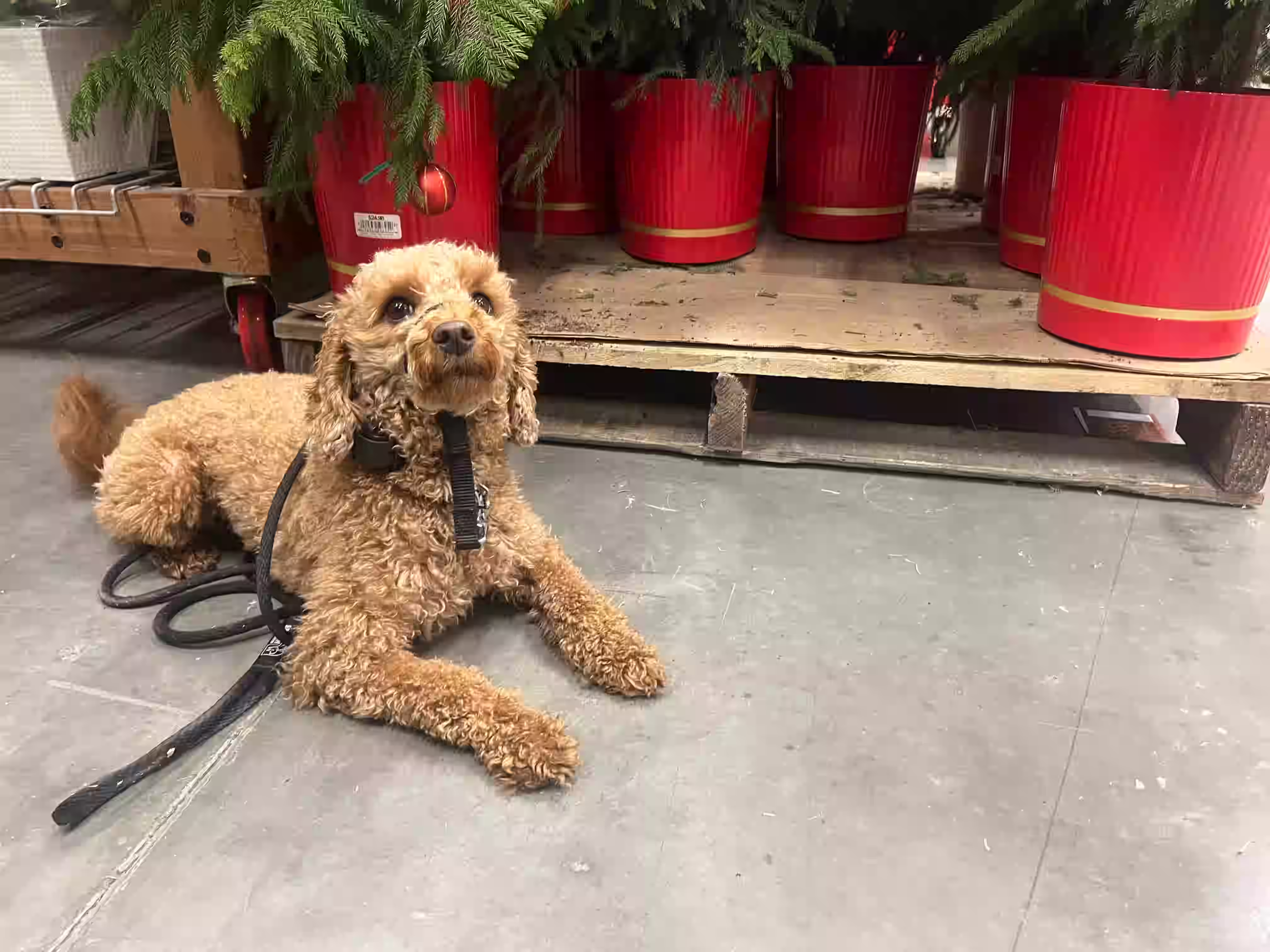 Happy dog training landscape 1