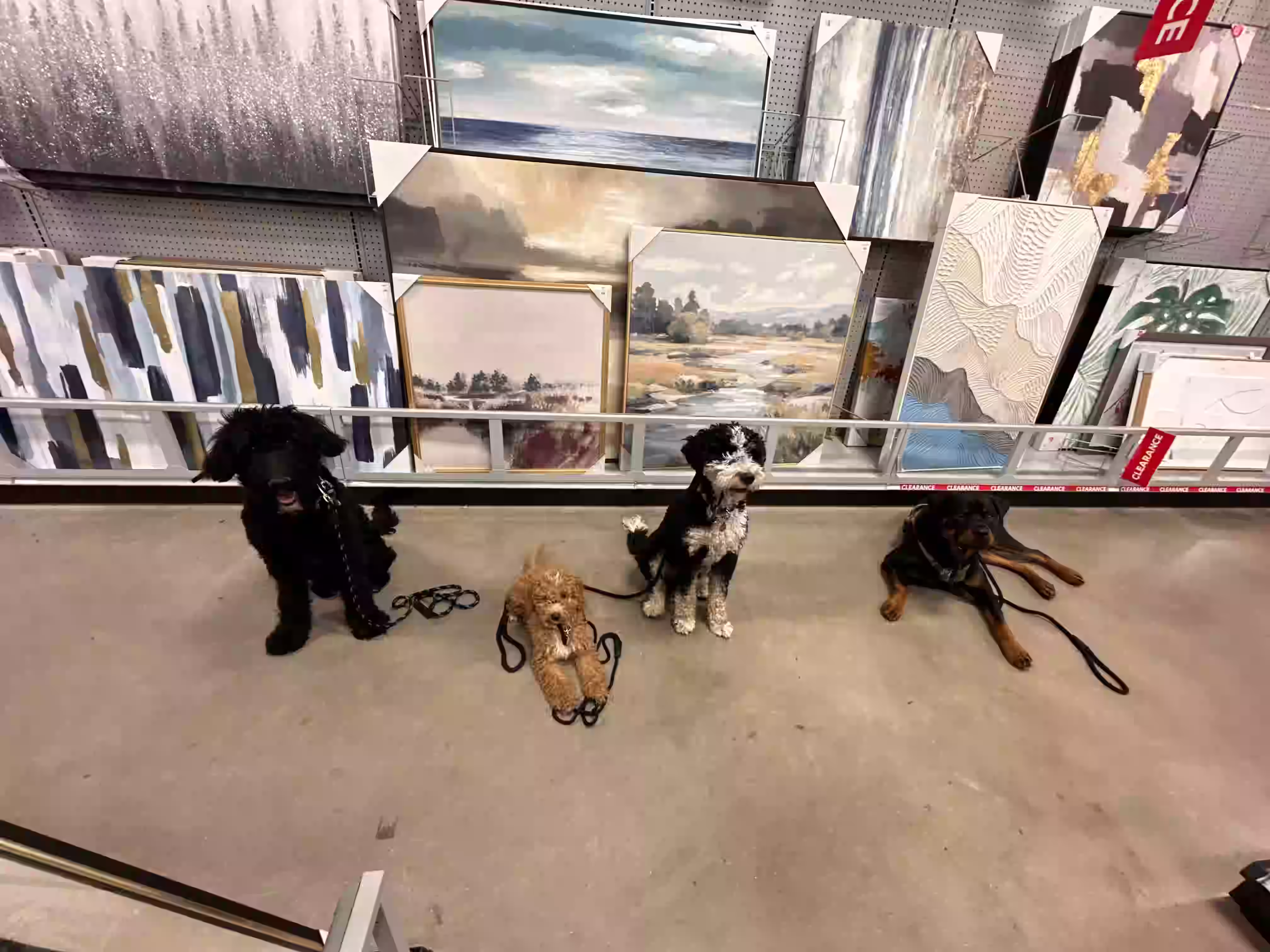 Happy dog training landscape 4