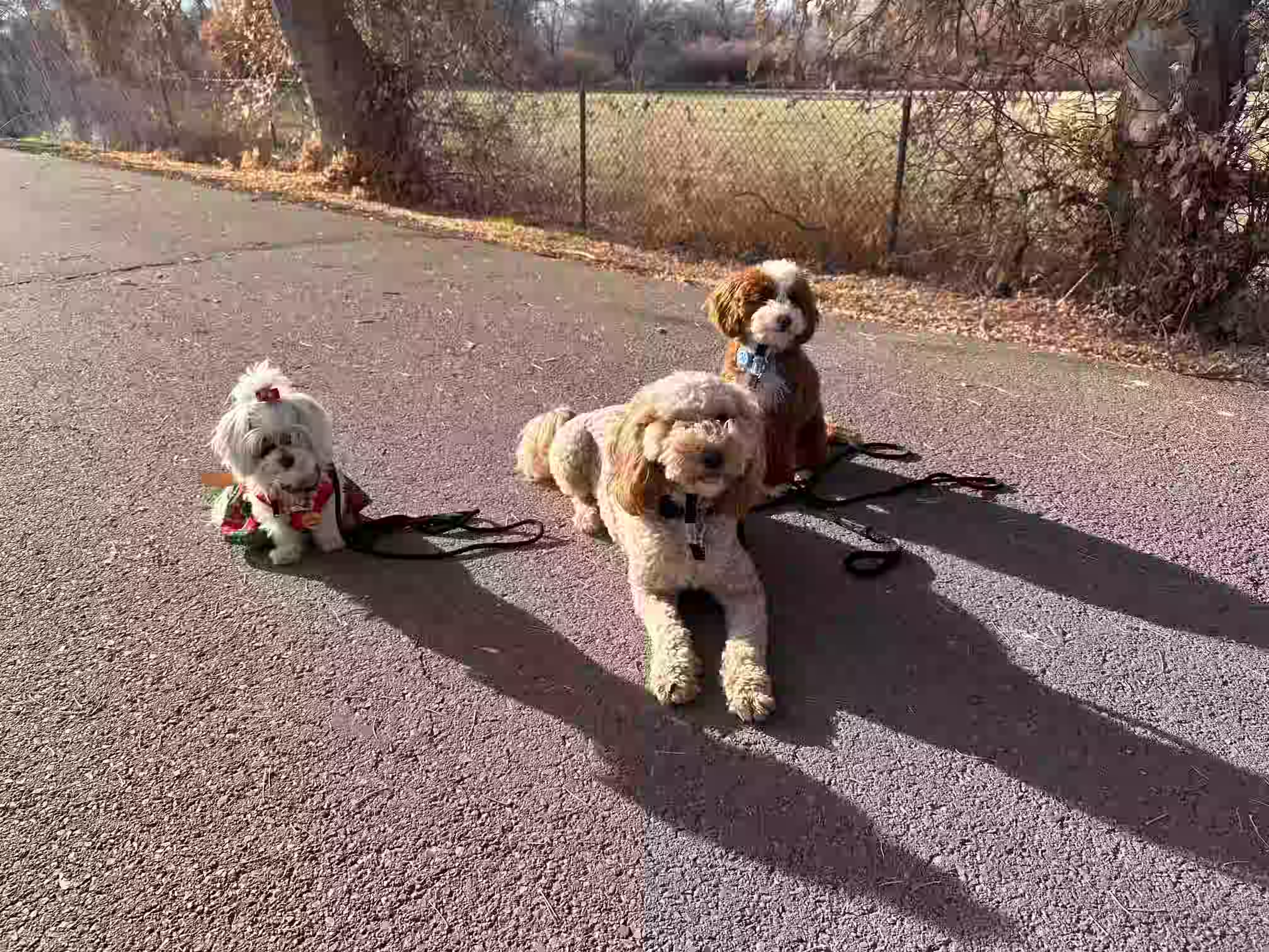 Happy dog training landscape 5