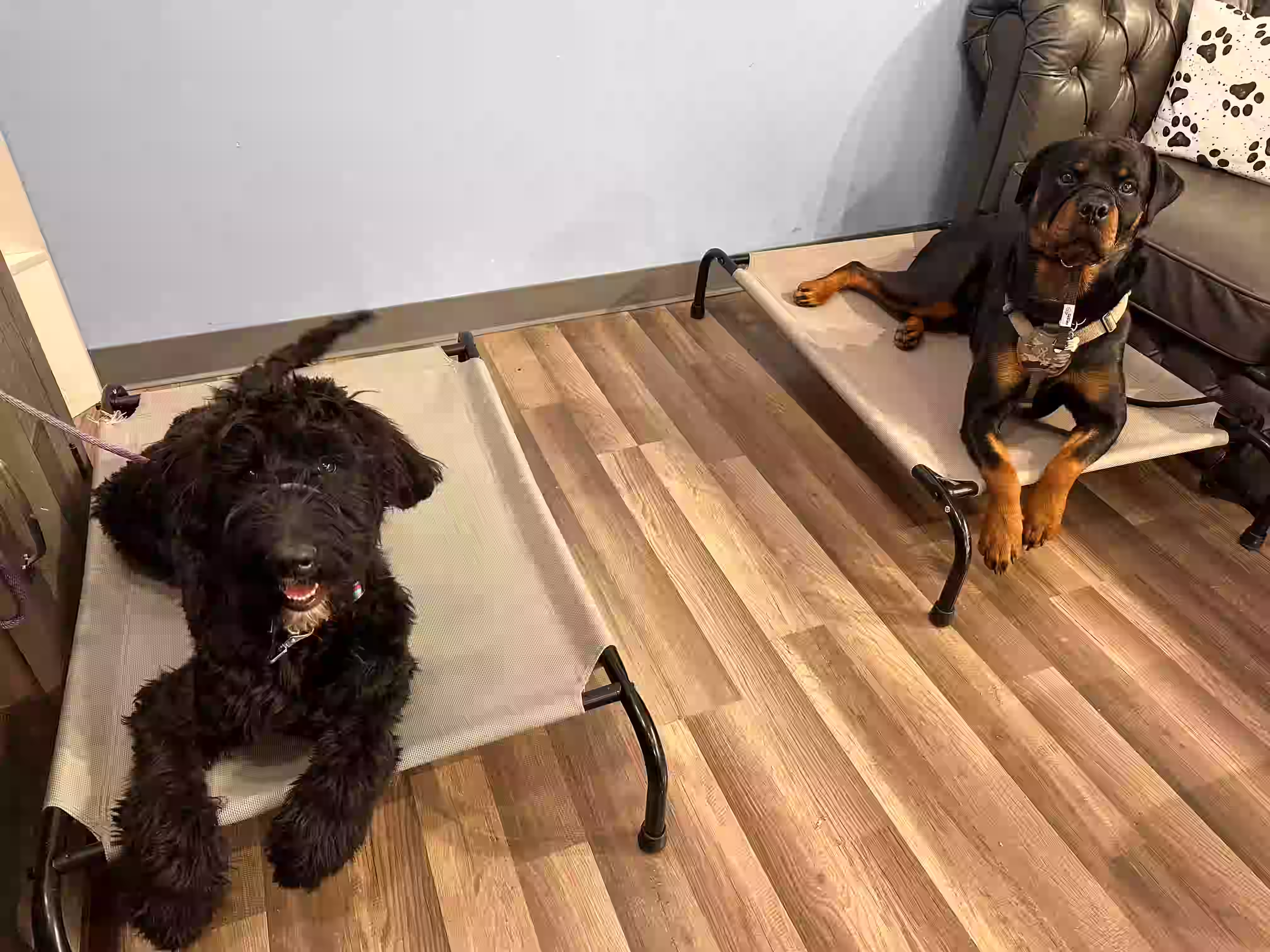 Happy dog training landscape 6