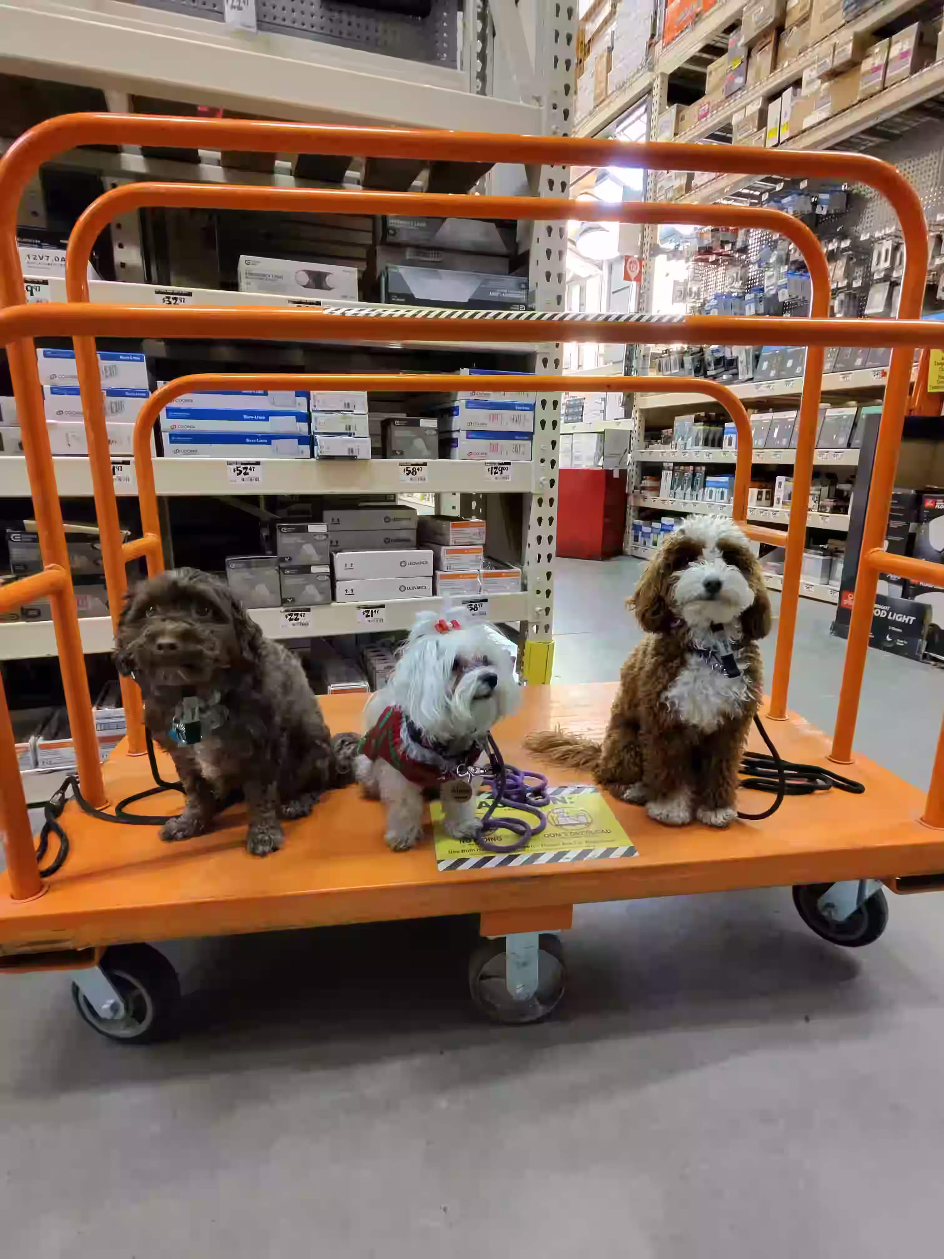 Happy dog training portrait 1