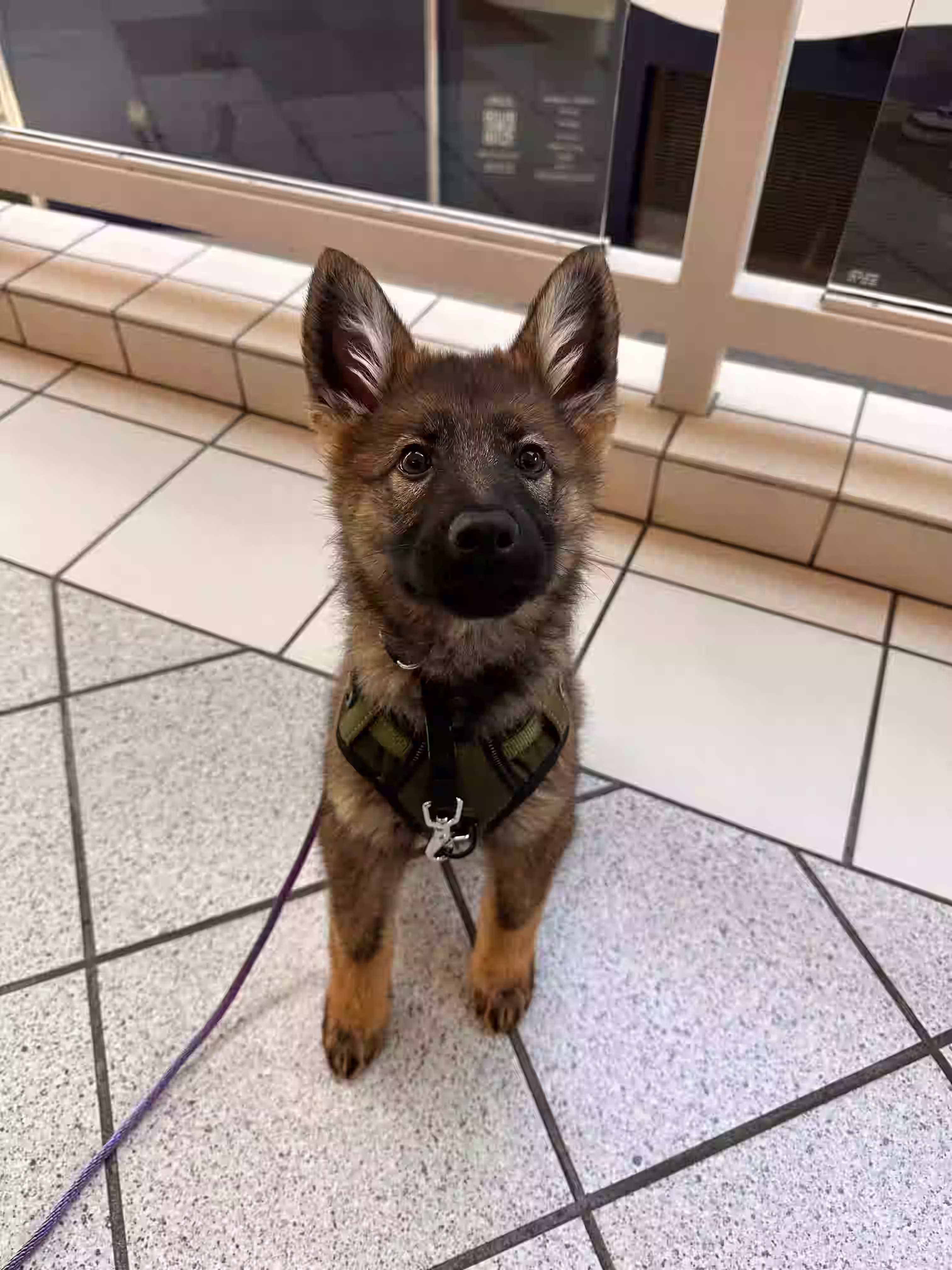 Happy dog training portrait 2