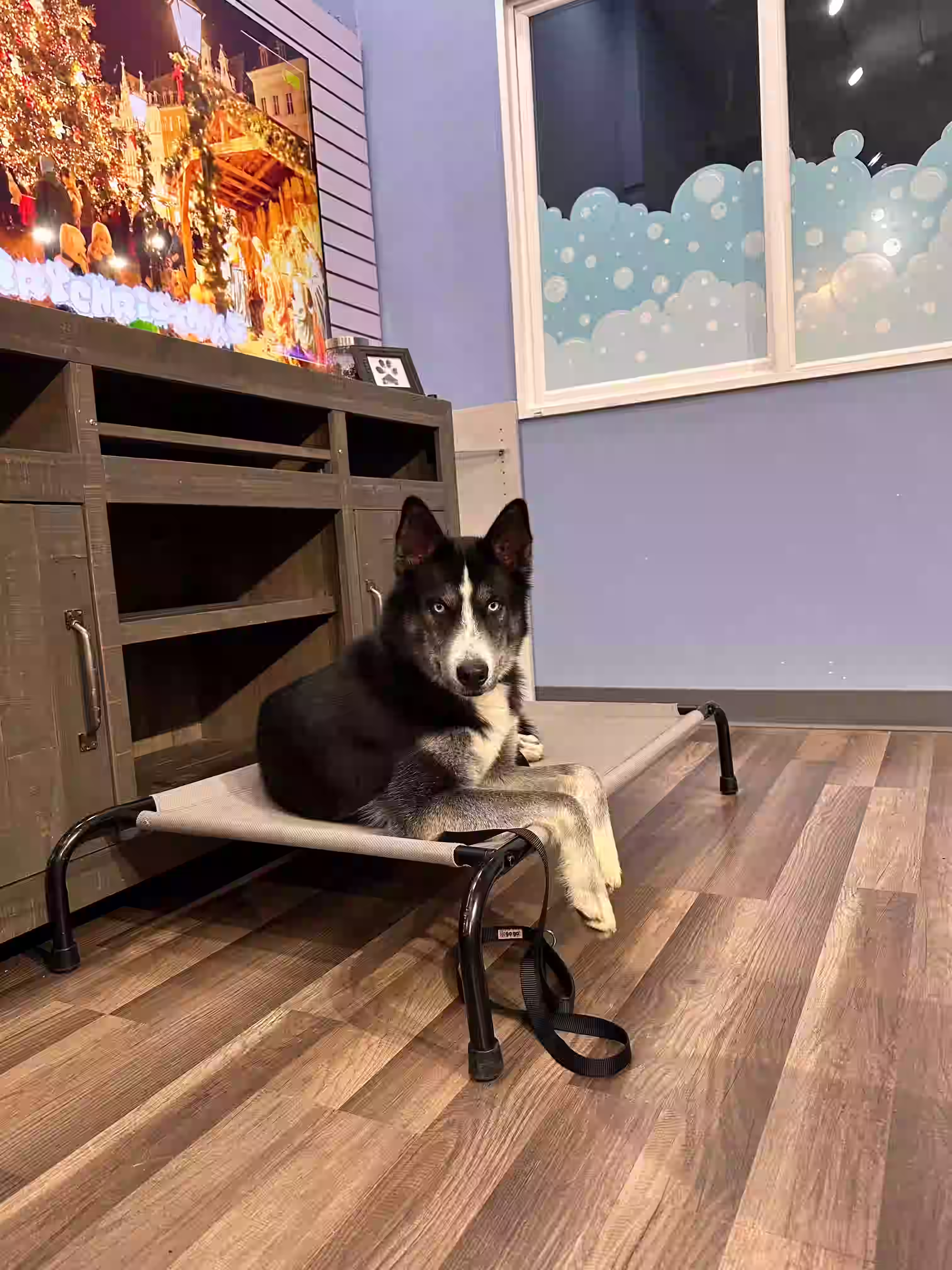 Happy dog training portrait 4