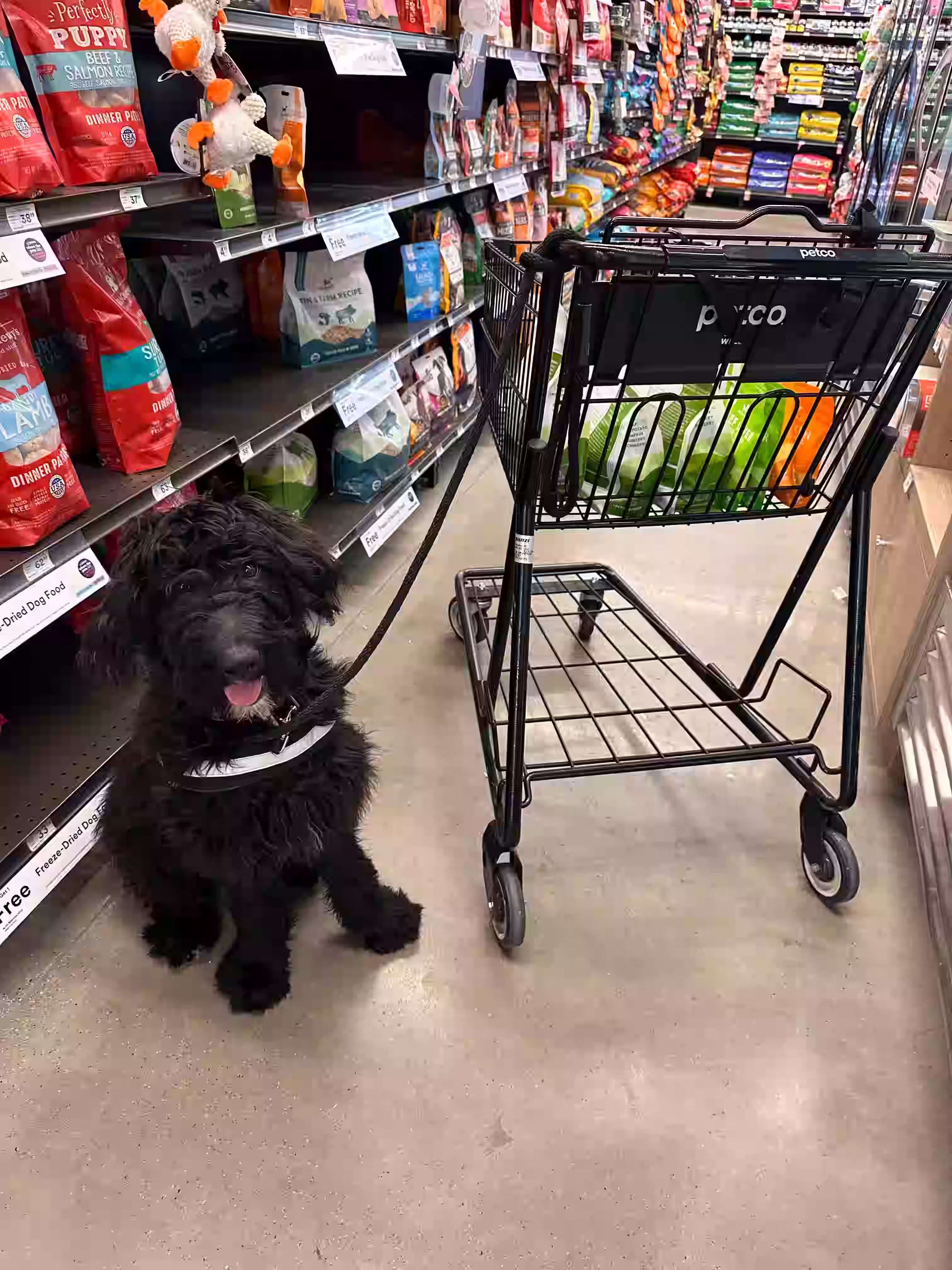 Happy dog training portrait 5