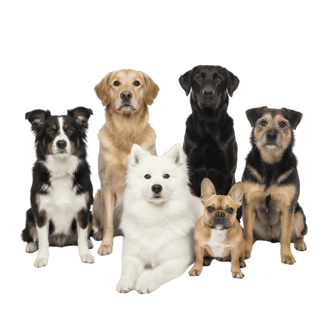 Happy dogs playing and training